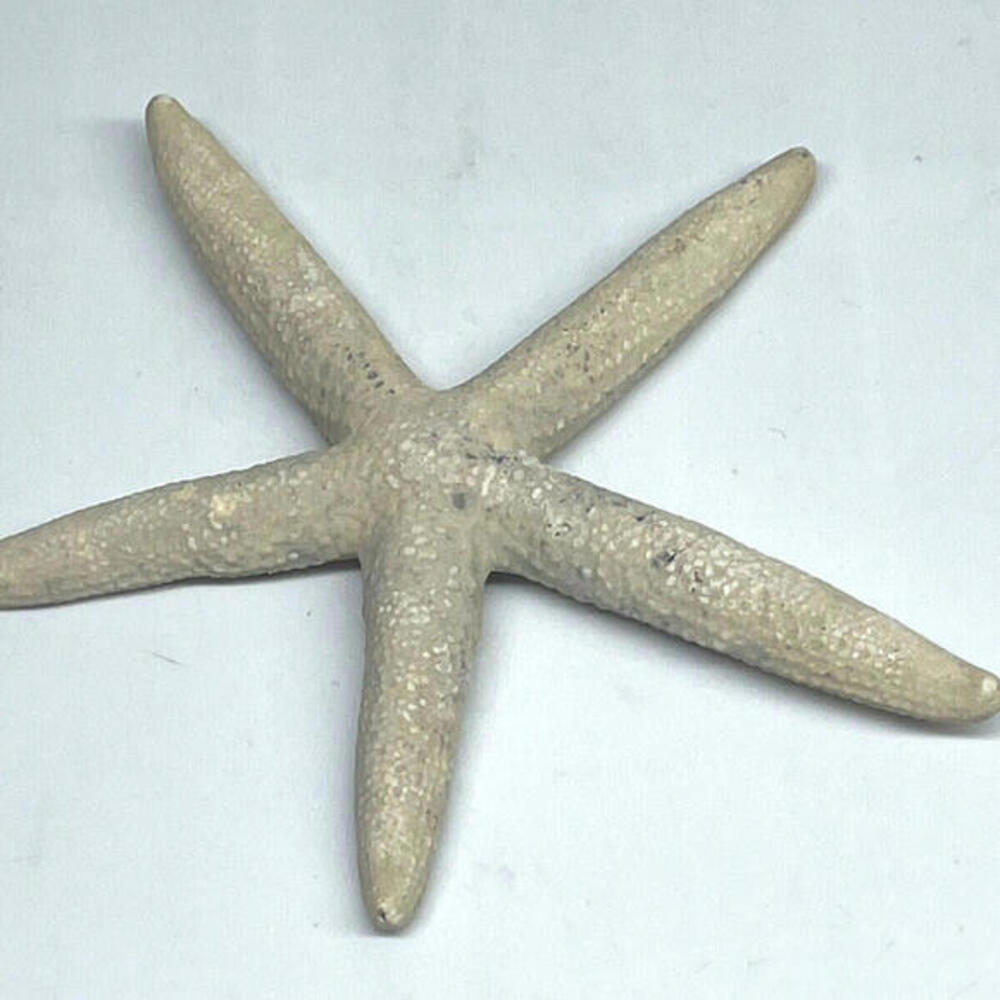 Natural Dried Starfish‎ Multicolor Nautical Decor LOT of 6 Pieces - Picture 6 of 8